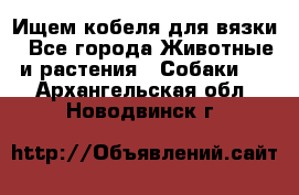 Ищем кобеля для вязки - Все города Животные и растения » Собаки   . Архангельская обл.,Новодвинск г.